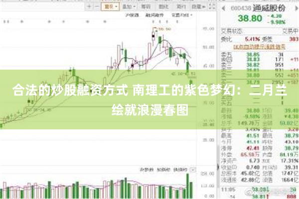 合法的炒股融资方式 南理工的紫色梦幻：二月兰绘就浪漫春图