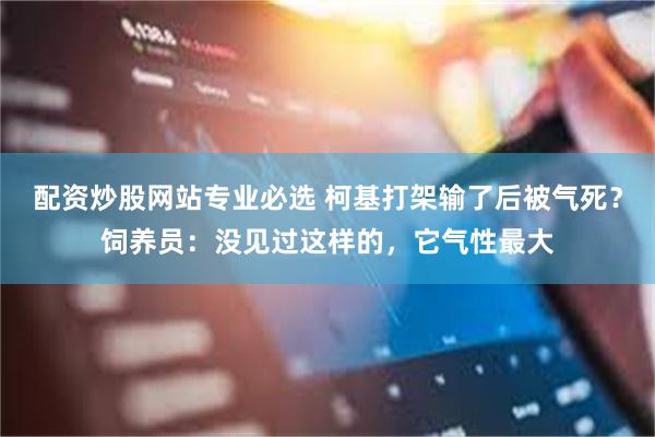 配资炒股网站专业必选 柯基打架输了后被气死？饲养员：没见过这样的，它气性最大